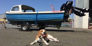 Dog at Milford Haven network Yacht Brokers